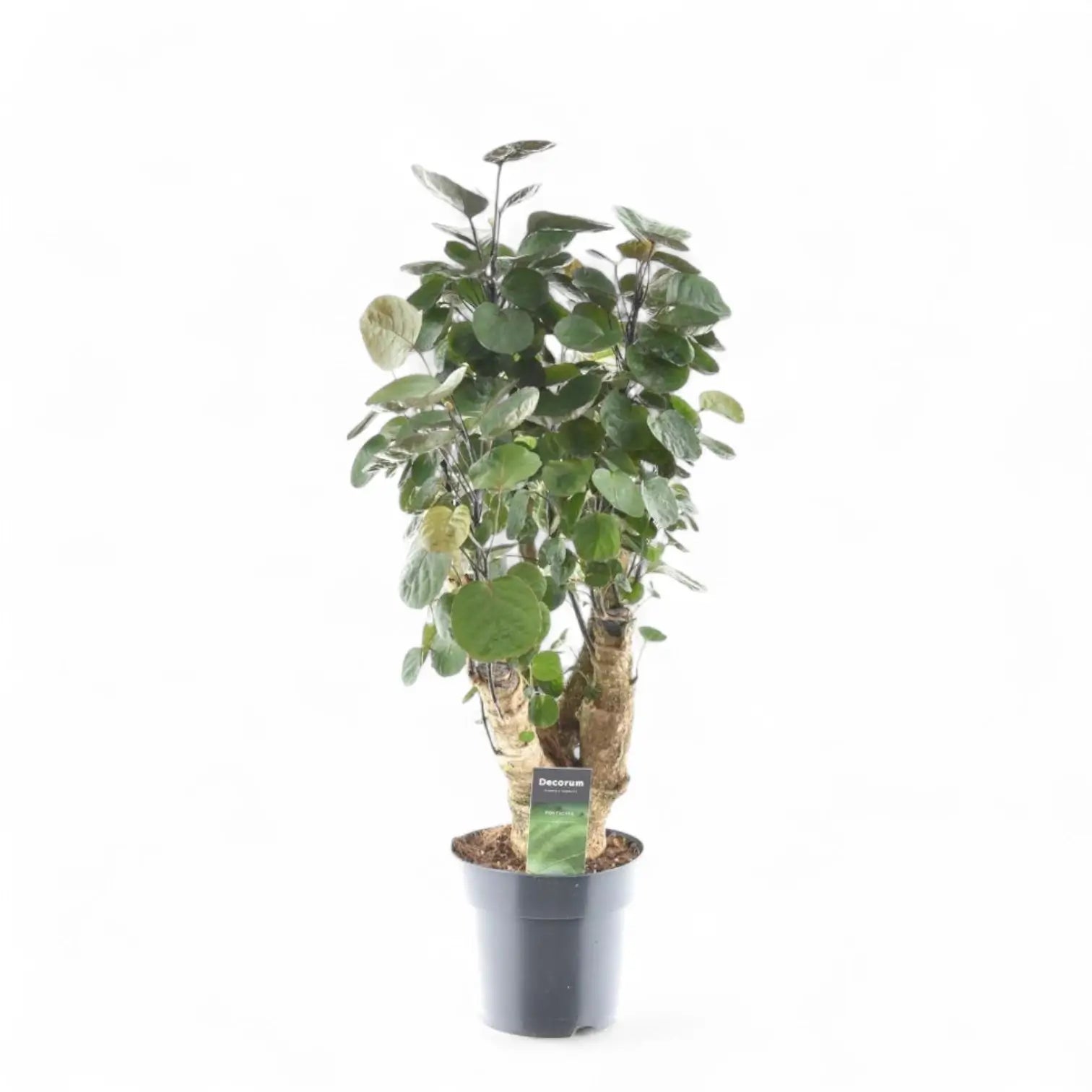 Polyscias scutellaria 'Fabian' potted houseplant in nursery pot on white background, product photo 3.
