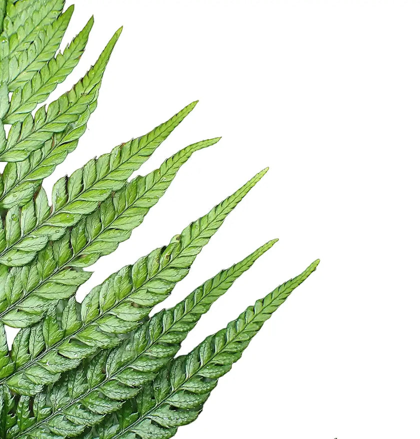 Polystichum luctuosum leaf close-up on white background.