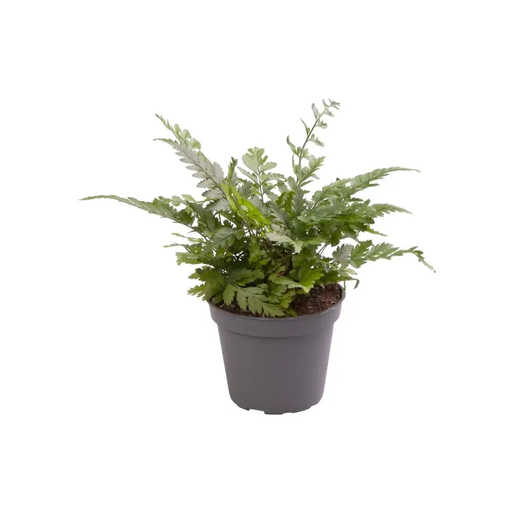 Polystichum luctuosum Zimmerpflanze im Anzuchttopf vor weißem Hintergrund, Produktfoto 2.