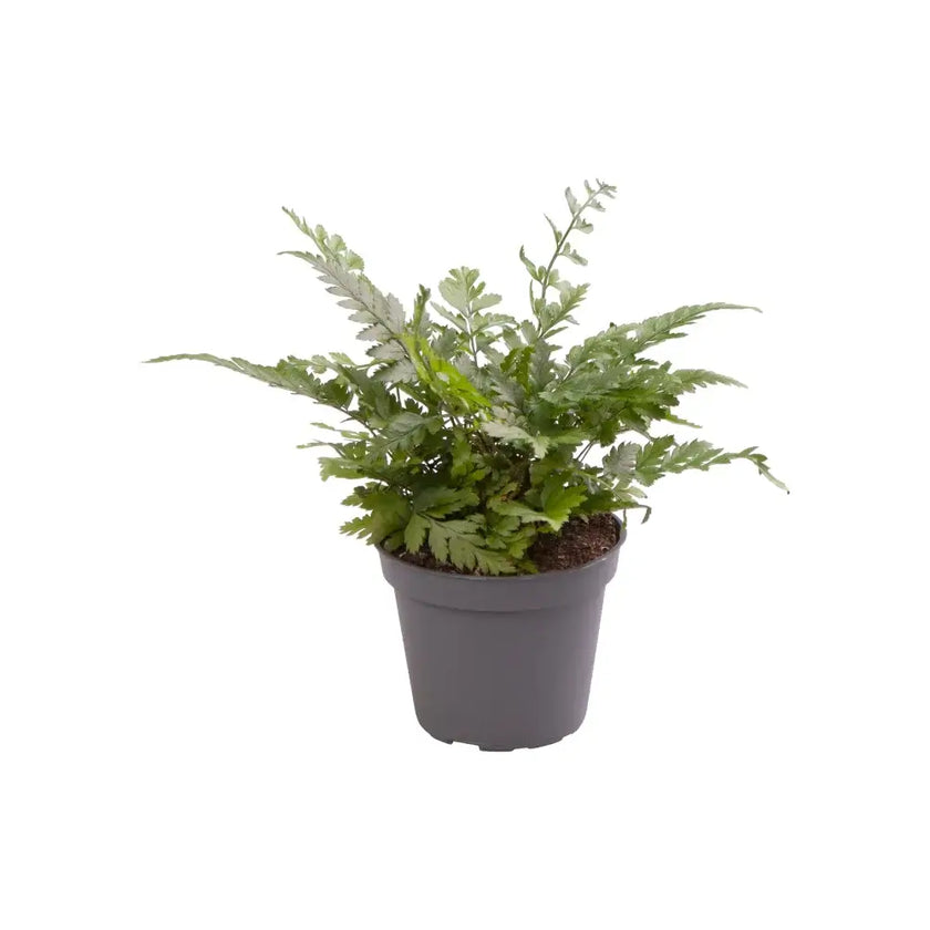 Polystichum luctuosum potted houseplant in nursery pot on white background, product photo 2.