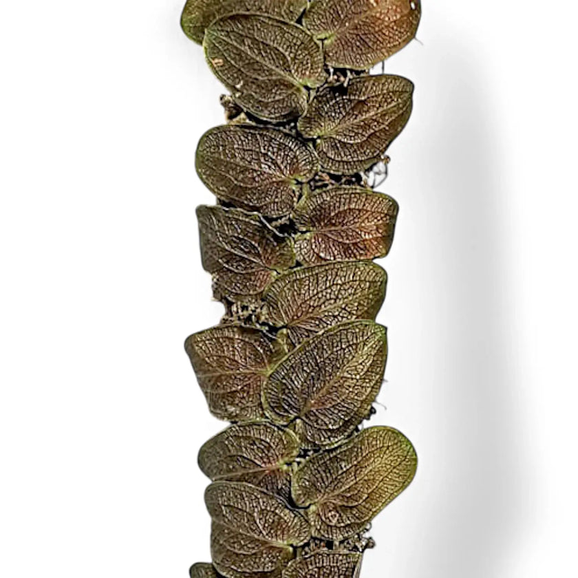Pothos barberianus leaf close-up on white background.