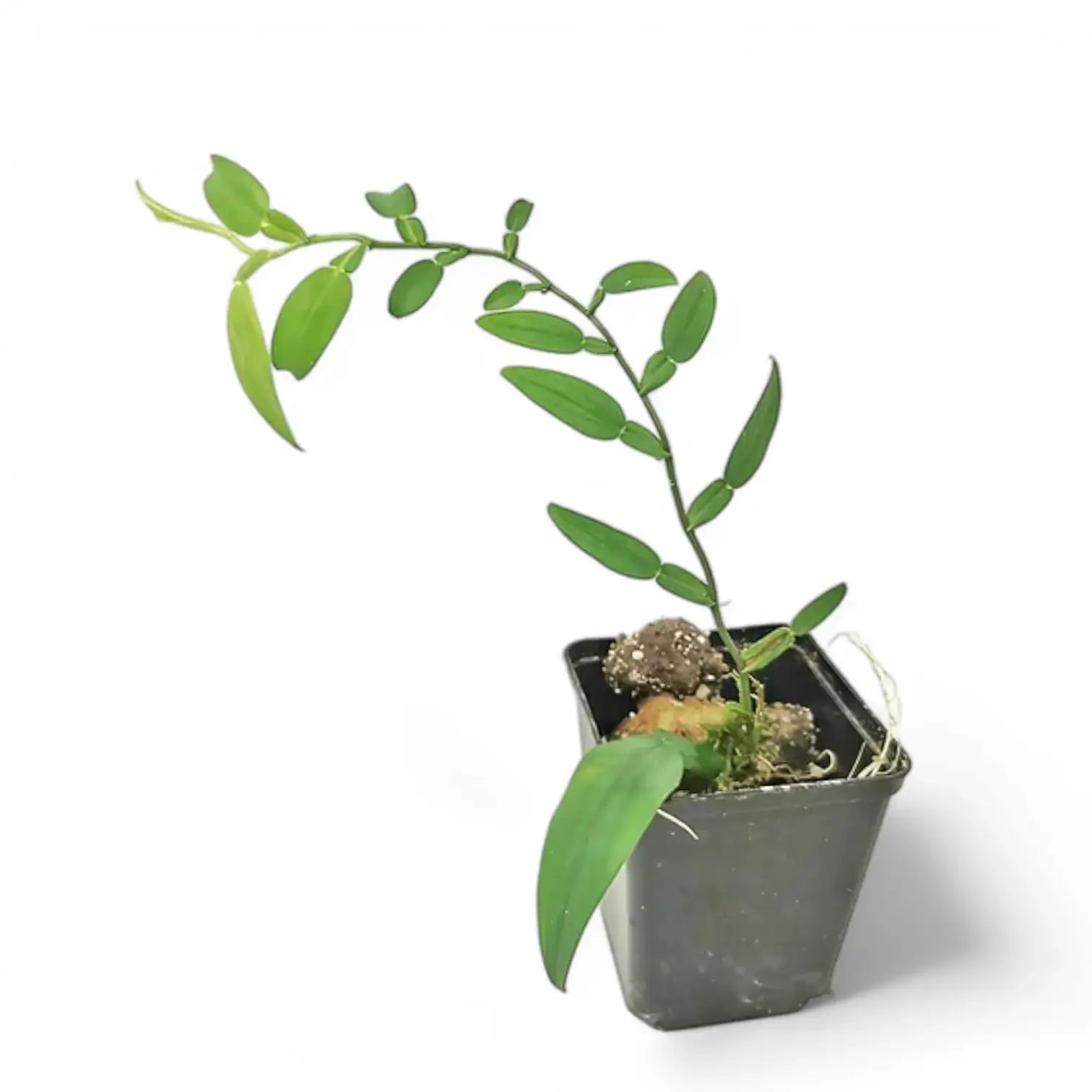 Pothos scundens Zimmerpflanze im Anzuchttopf vor weißem Hintergrund, Produktfoto 2.