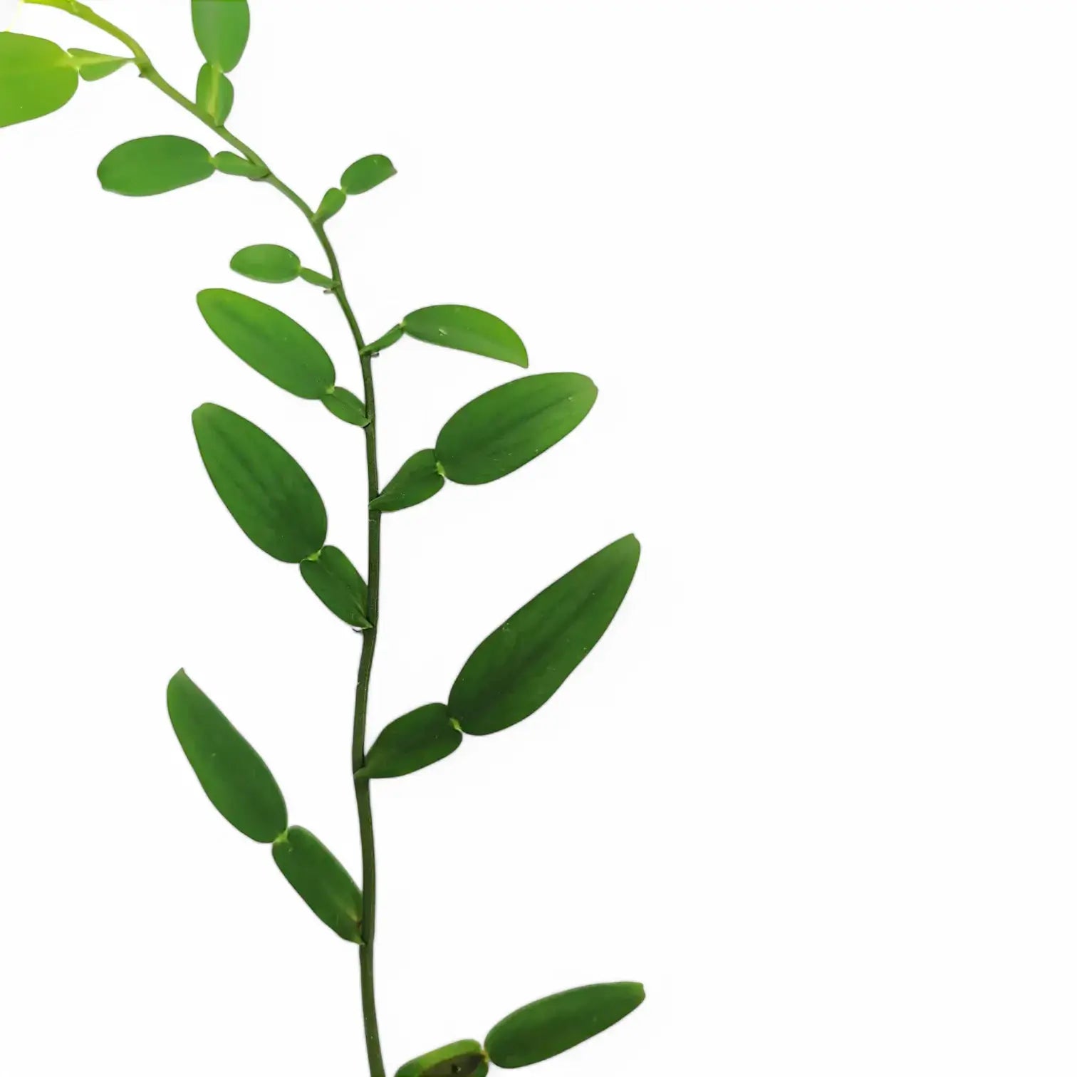 Pothos scundens Zimmerpflanze im Anzuchttopf vor weißem Hintergrund, Produktfoto 3.