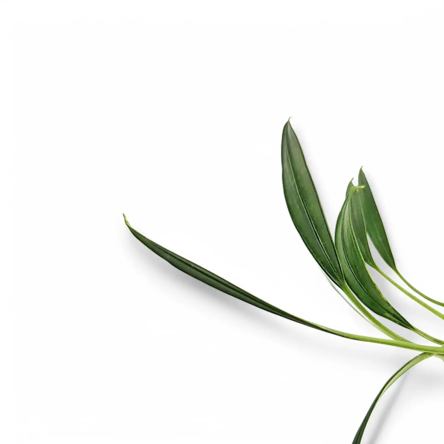 Pursegloveia minima – Blattdetail vor weißem Hintergrund..