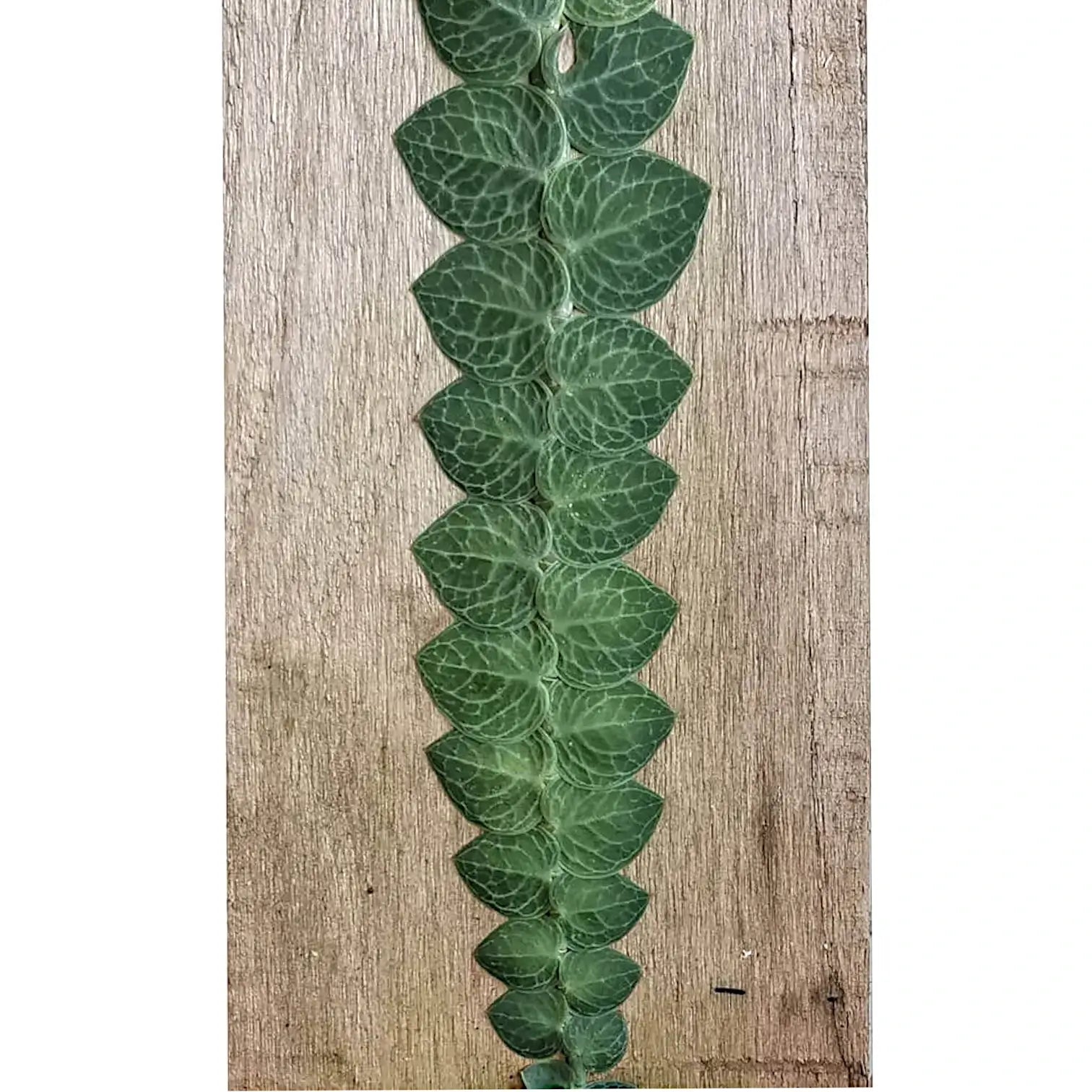 Rhaphidophora cryptantha potted houseplant in nursery pot on white background, product photo 2.