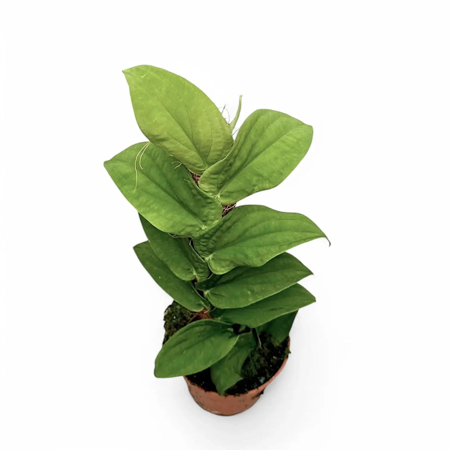 Rhaphidophora korthalsii Zimmerpflanze im Anzuchttopf vor weiĂźem Hintergrund, Produktfoto 3.