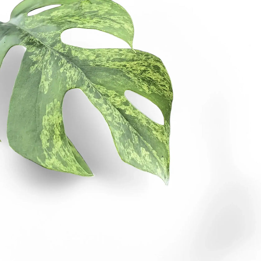 Rhaphidophora tetrasperma variegata 'Mint' leaf close-up on white background.