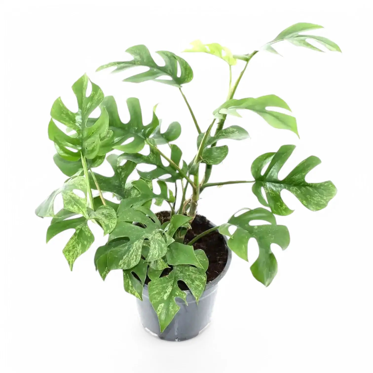 Rhaphidophora tetrasperma variegata 'Mint' potted houseplant in nursery pot on white background, product photo 4.