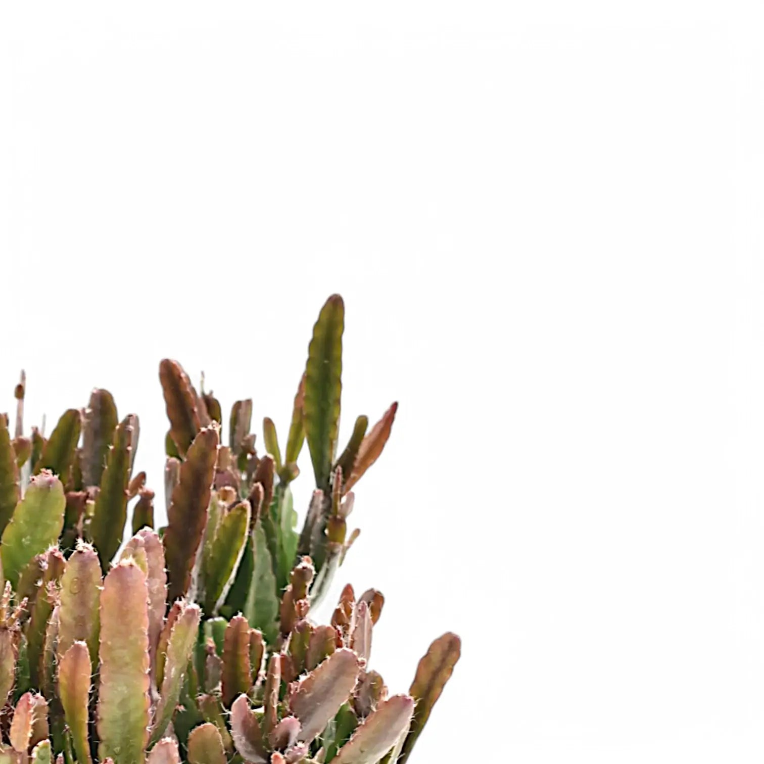 Rhipsalis agudoensis leaf close-up on white background.