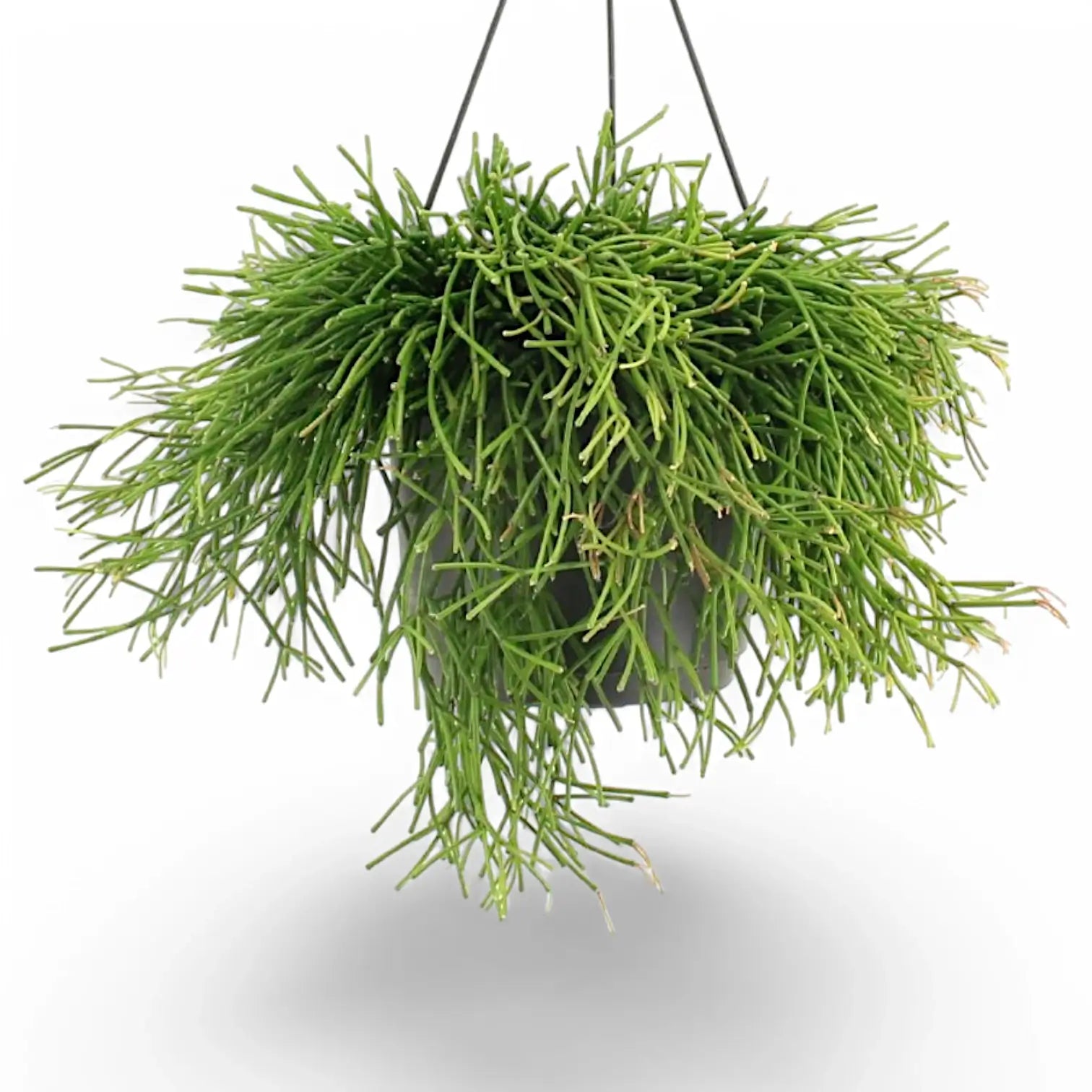 Rhipsalis clavata potted houseplant in nursery pot on white background, product photo 2.