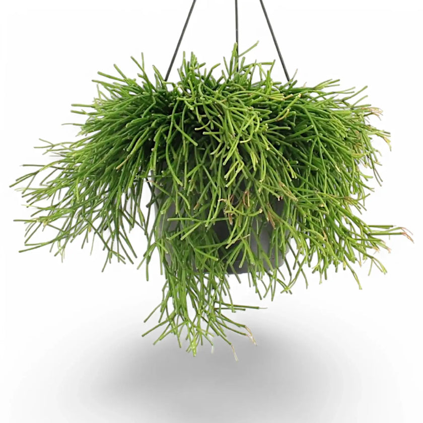Rhipsalis clavata Zimmerpflanze im Anzuchttopf vor weißem Hintergrund, Produktfoto 2.