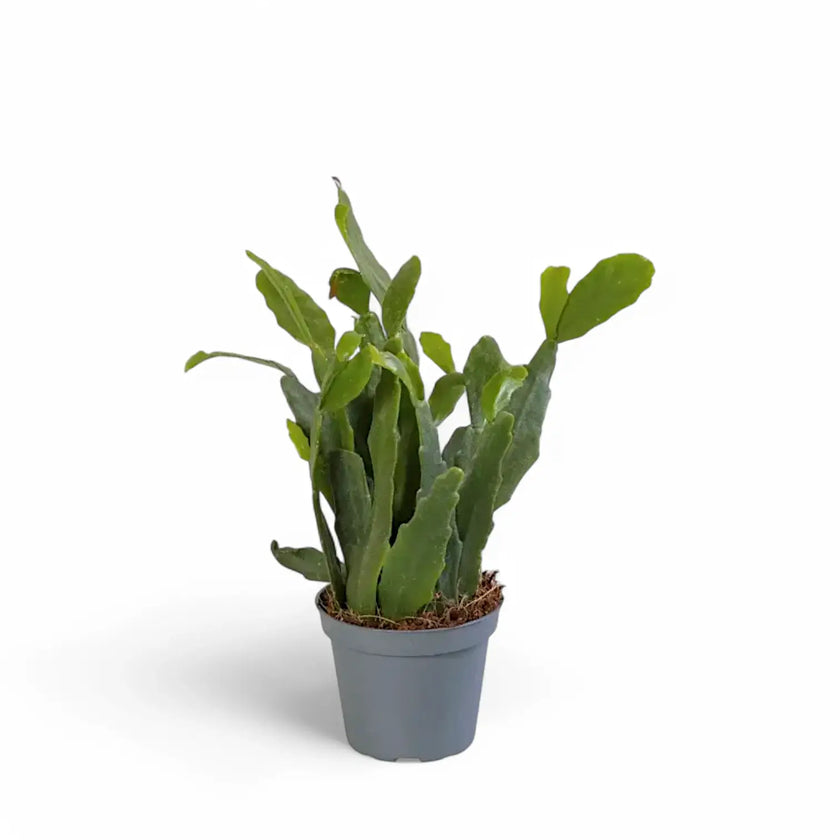 Rhipsalis crispata Zimmerpflanze im Anzuchttopf vor weißem Hintergrund, Produktfoto 2.