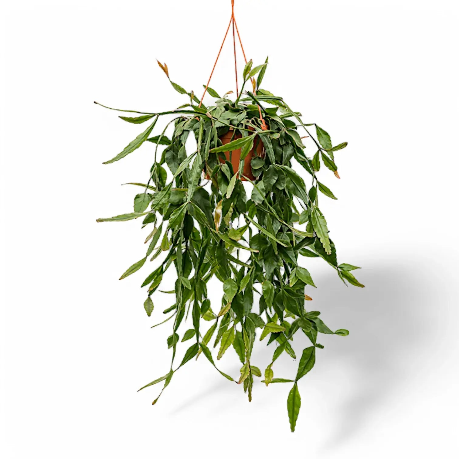 Rhipsalis elliptica Zimmerpflanze im Anzuchttopf vor weiĂźem Hintergrund, Produktfoto 5.