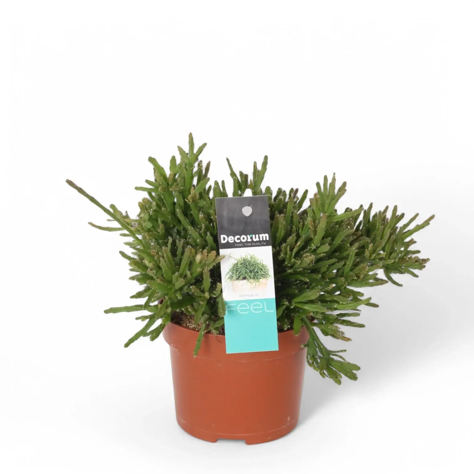 Rhipsalis ewaldiana potted houseplant in nursery pot on white background, product photo 3.