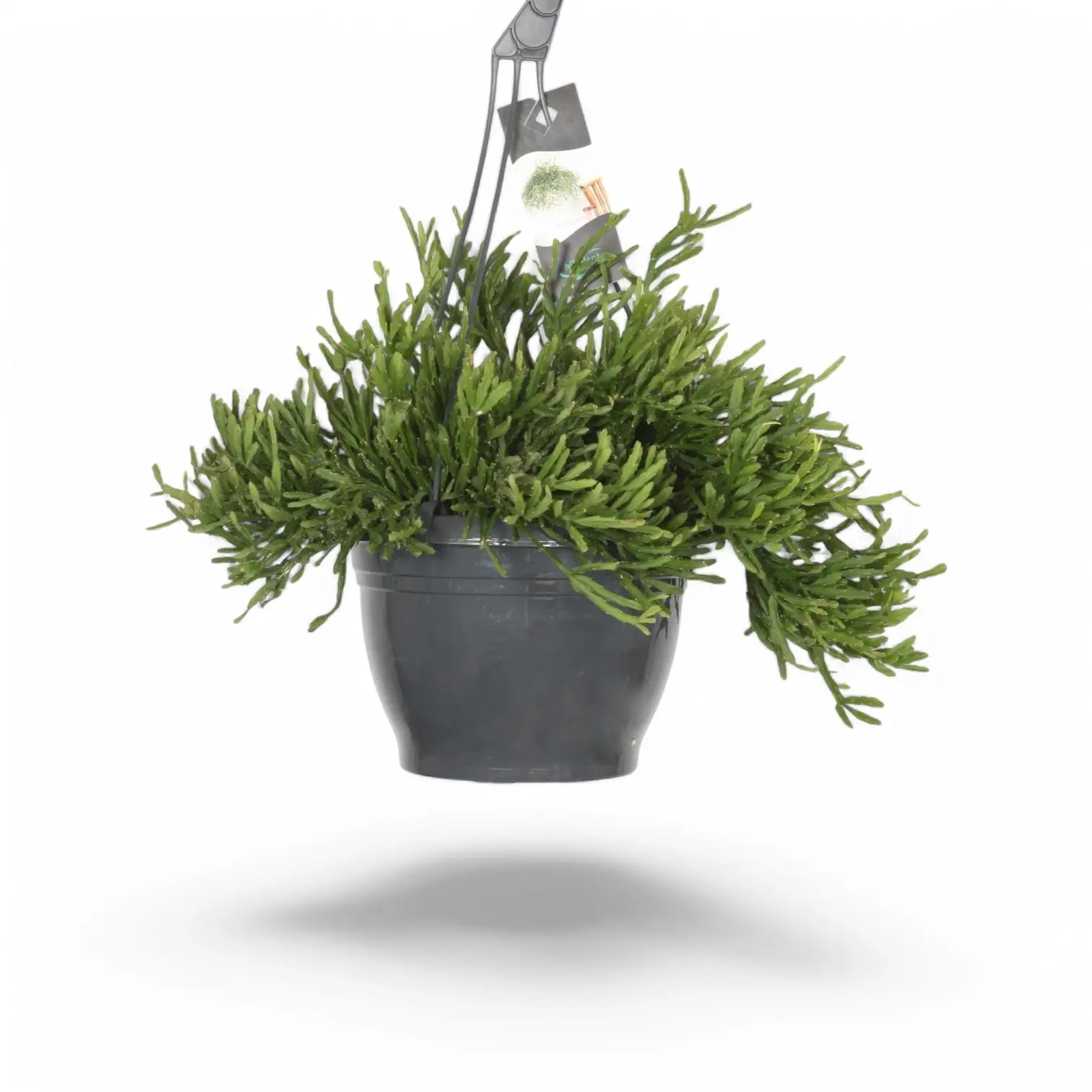 Rhipsalis ewaldiana potted houseplant in nursery pot on white background, product photo 4.