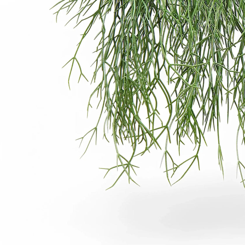 Rhipsalis micrantha ssp. kirbergii – Blattdetail vor weißem Hintergrund..