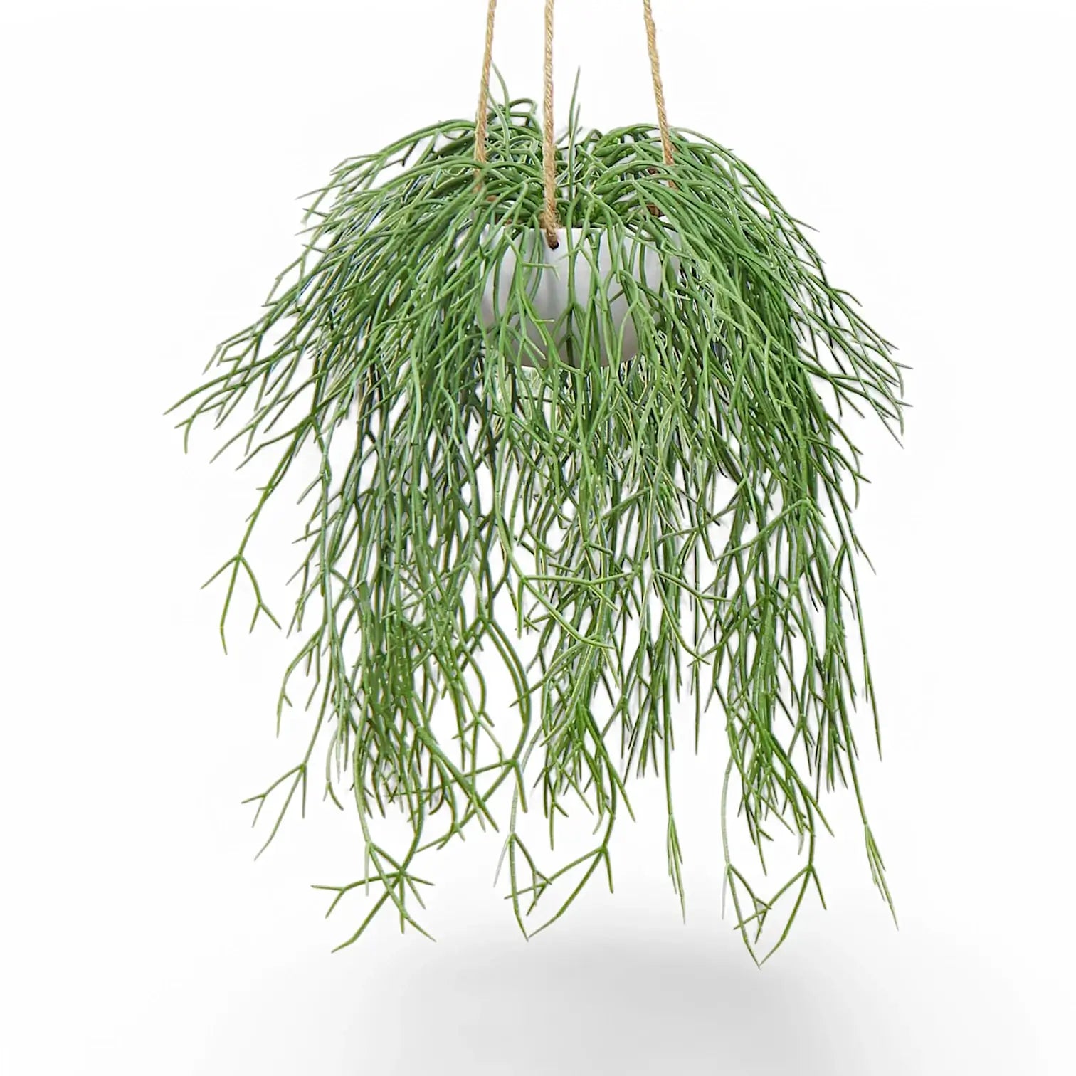 Rhipsalis micrantha ssp. kirbergii potted houseplant in nursery pot on white background, product photo 2.