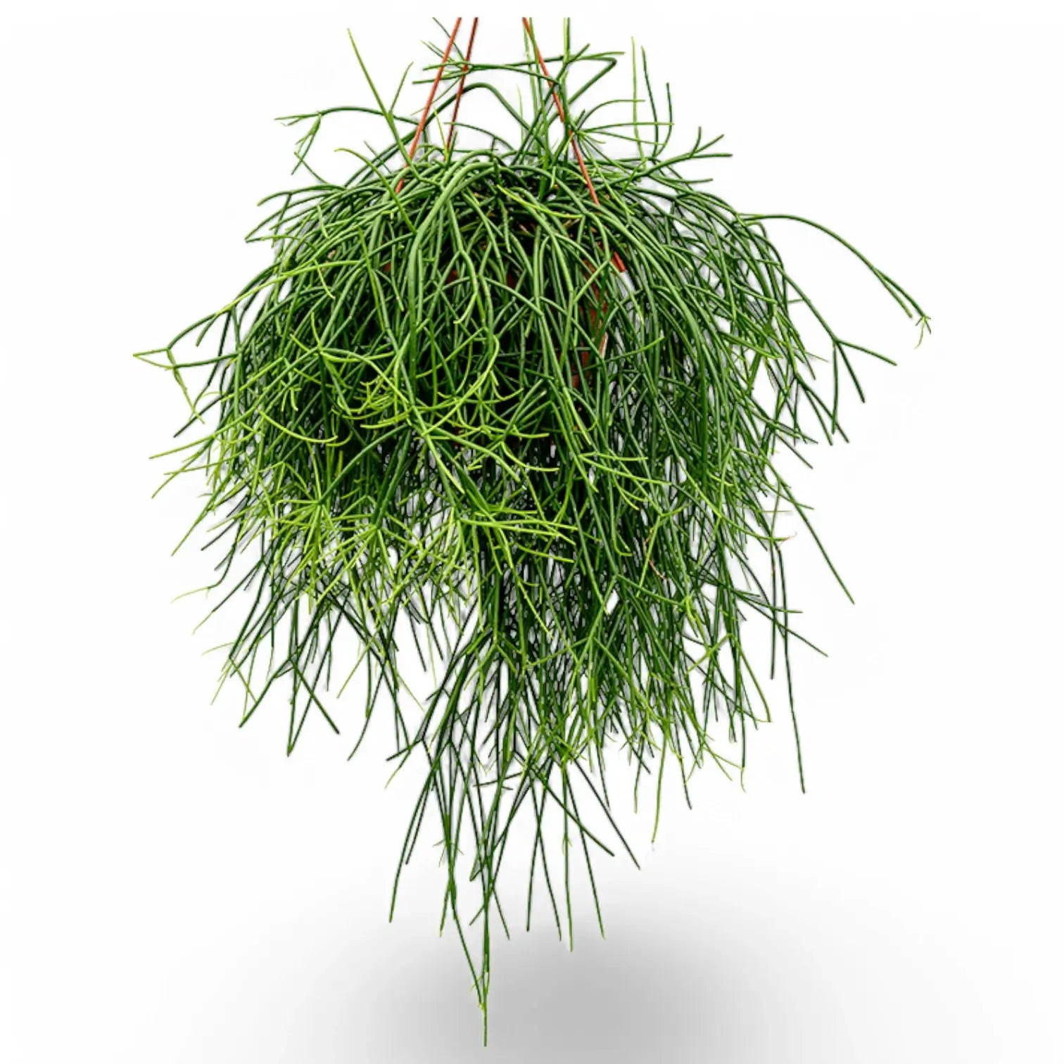 Rhipsalis pulchra Zimmerpflanze im Anzuchttopf vor weißem Hintergrund, Produktfoto 3.