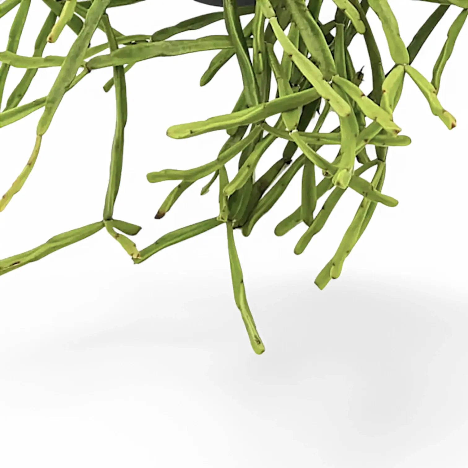 Rhipsalis trigona leaf close-up on white background.
