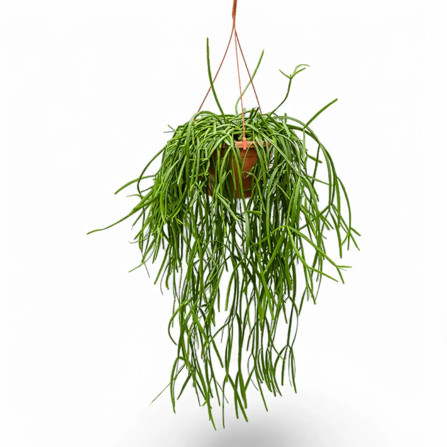 Rhipsalis trigona potted houseplant in nursery pot on white background, product photo 2.