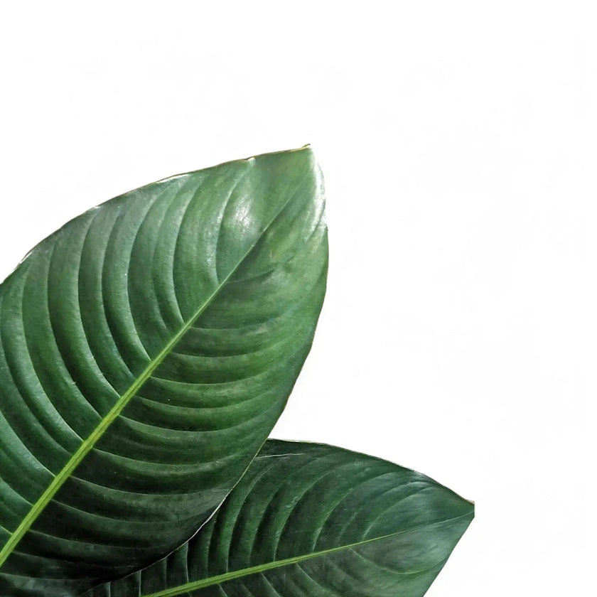 Rhodospatha moritziana leaf close-up on white background.