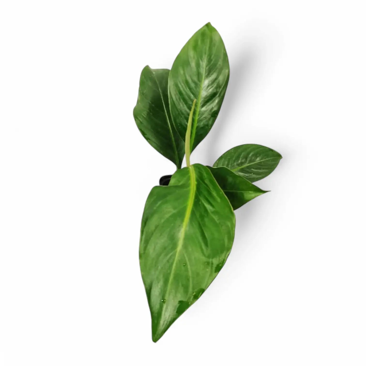 Rhodospatha moritziana Zimmerpflanze im Anzuchttopf vor weiĂźem Hintergrund, Produktfoto 2.