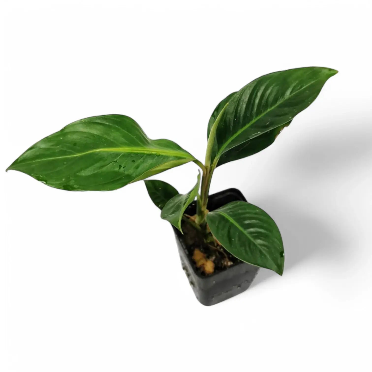 Rhodospatha moritziana Zimmerpflanze im Anzuchttopf vor weiĂźem Hintergrund, Produktfoto 3.