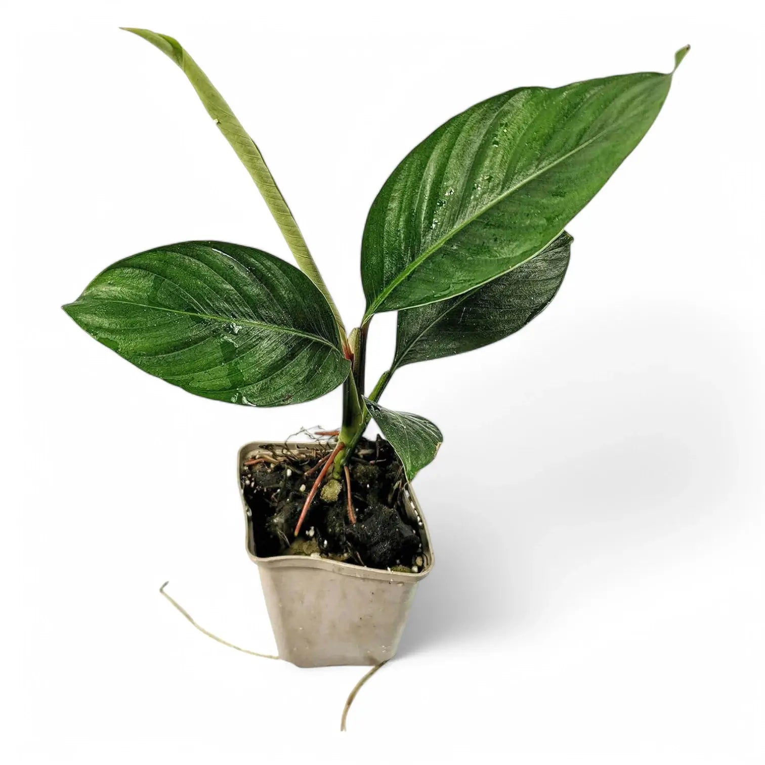 Rhodospatha moritziana Zimmerpflanze im Anzuchttopf vor weiĂźem Hintergrund, Produktfoto 4.