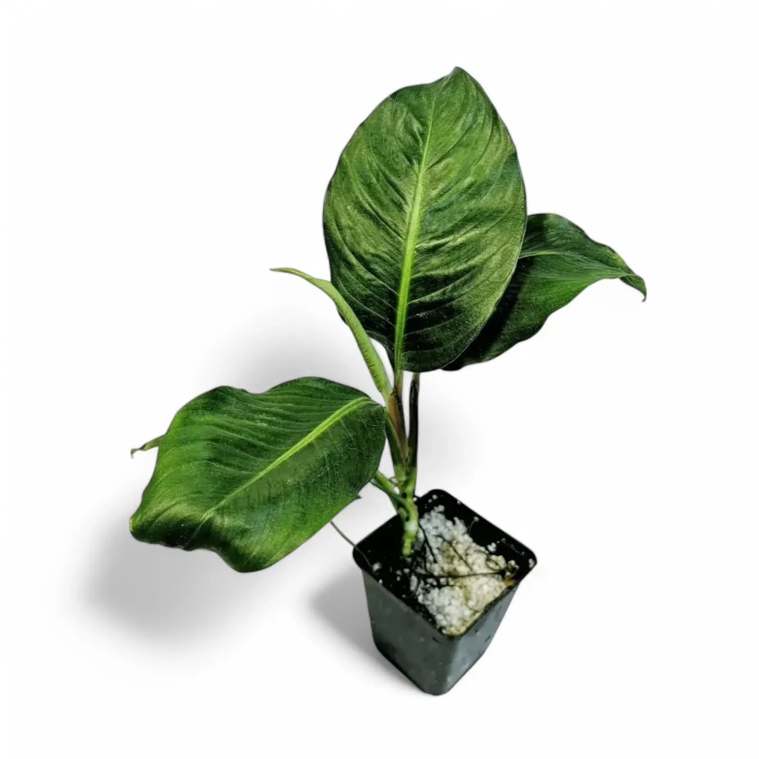 Rhodospatha moritziana Zimmerpflanze im Anzuchttopf vor weiĂźem Hintergrund, Produktfoto 5.