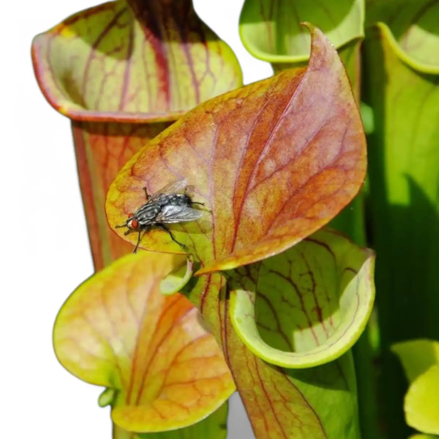 Sarracenia 'Juthatip Soper' leaf close-up on white background.