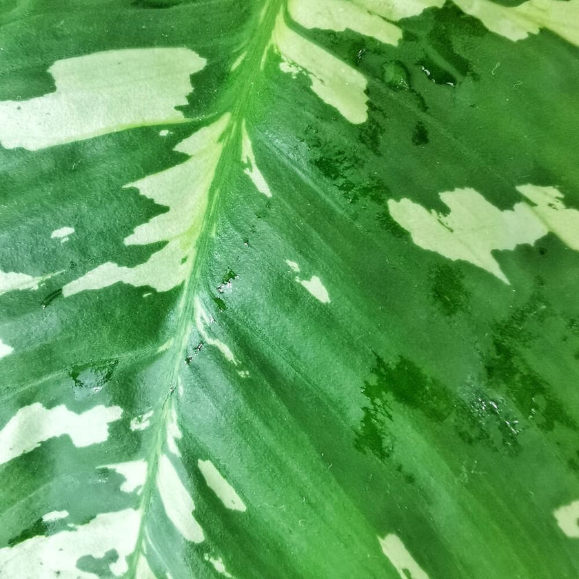 Schismatoglottis calyptrata potted houseplant in nursery pot on white background, product photo 2.