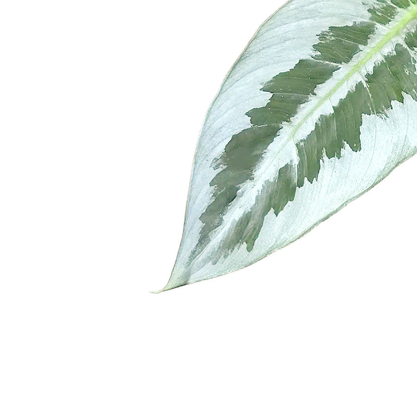 Schismatoglottis hainanensis leaf close-up on white background.