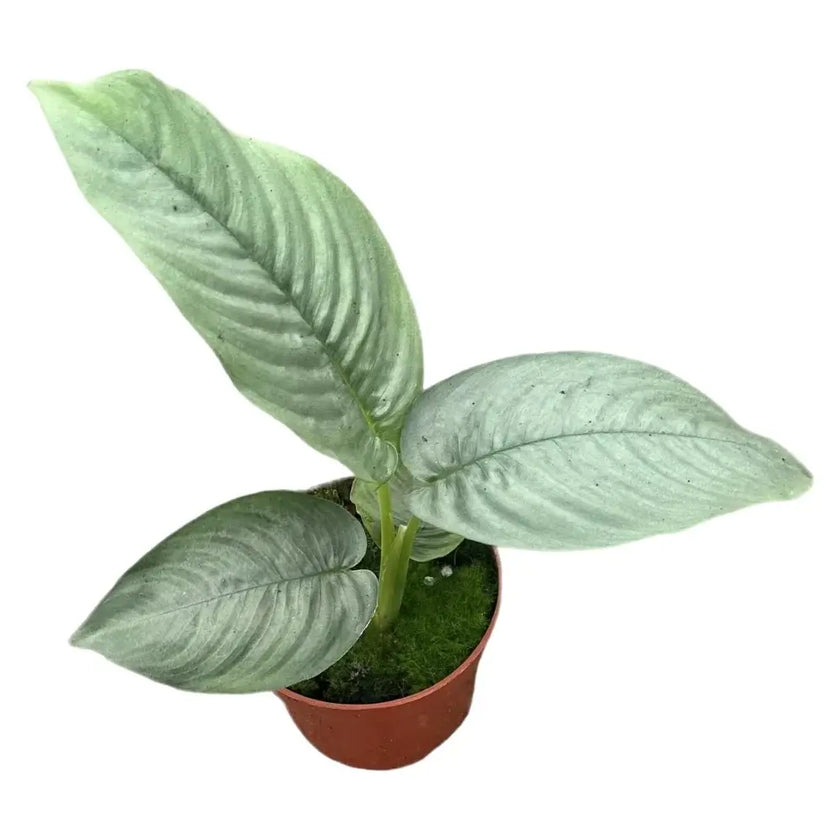 Schismatoglottis hendrikii potted houseplant in nursery pot on white background, product photo 2.