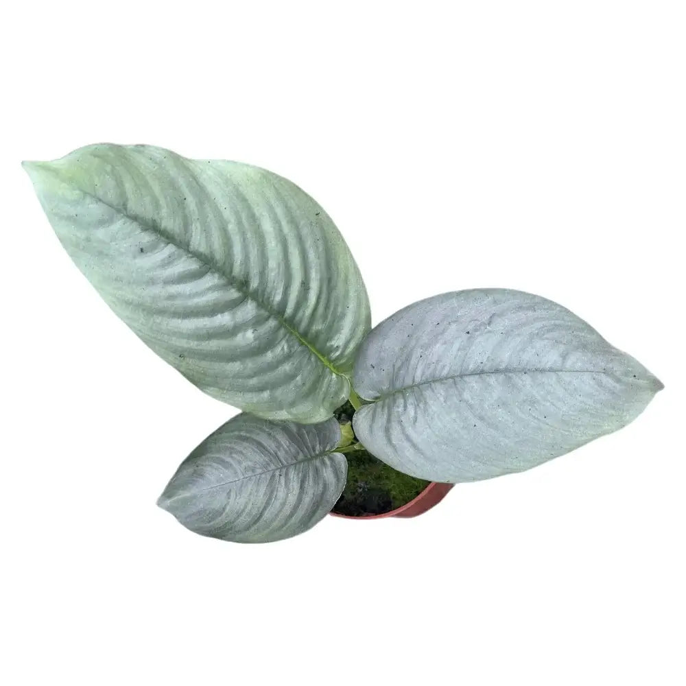 Schismatoglottis hendrikii Zimmerpflanze im Anzuchttopf vor weißem Hintergrund, Produktfoto 3.