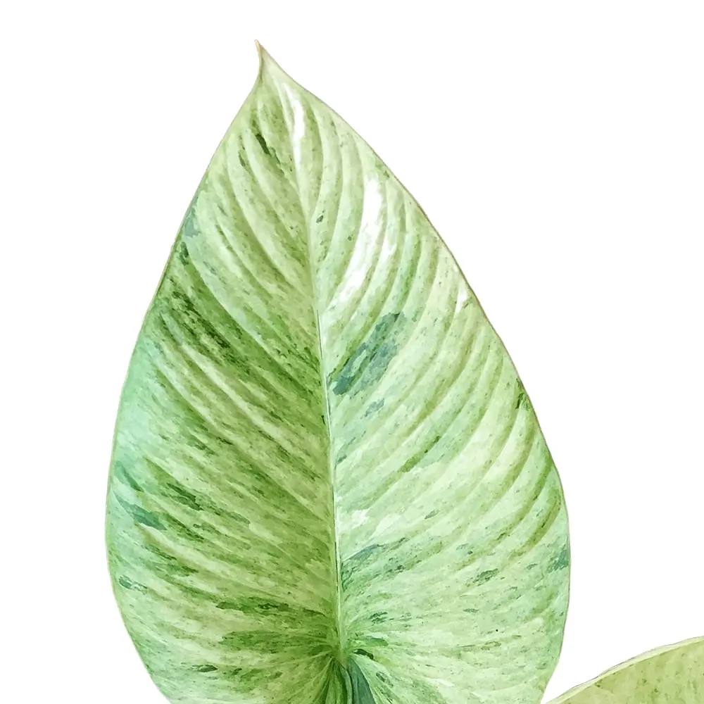 Schismatoglottis longispatha variegata leaf close-up on white background.