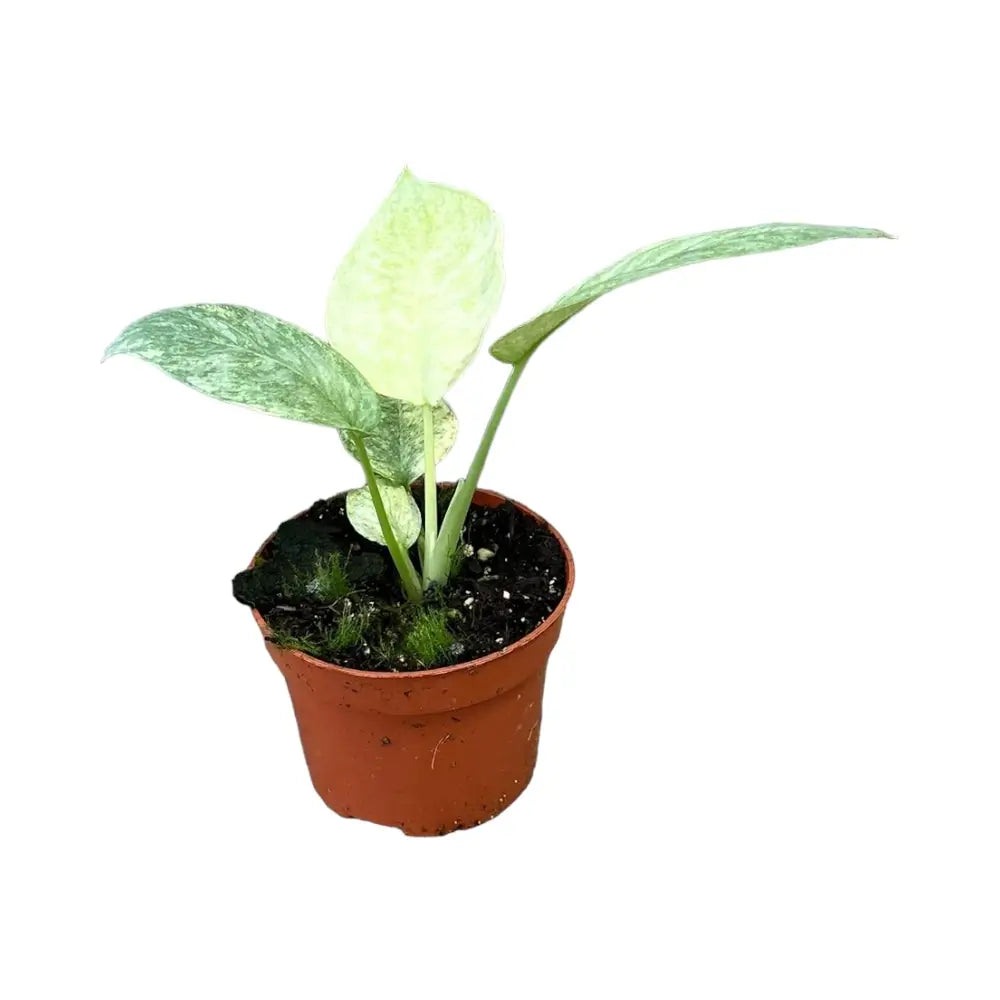 Schismatoglottis longispatha variegata potted houseplant in nursery pot on white background, product photo 3.