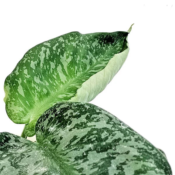 Schismatoglottis sp leaf close-up on white background.