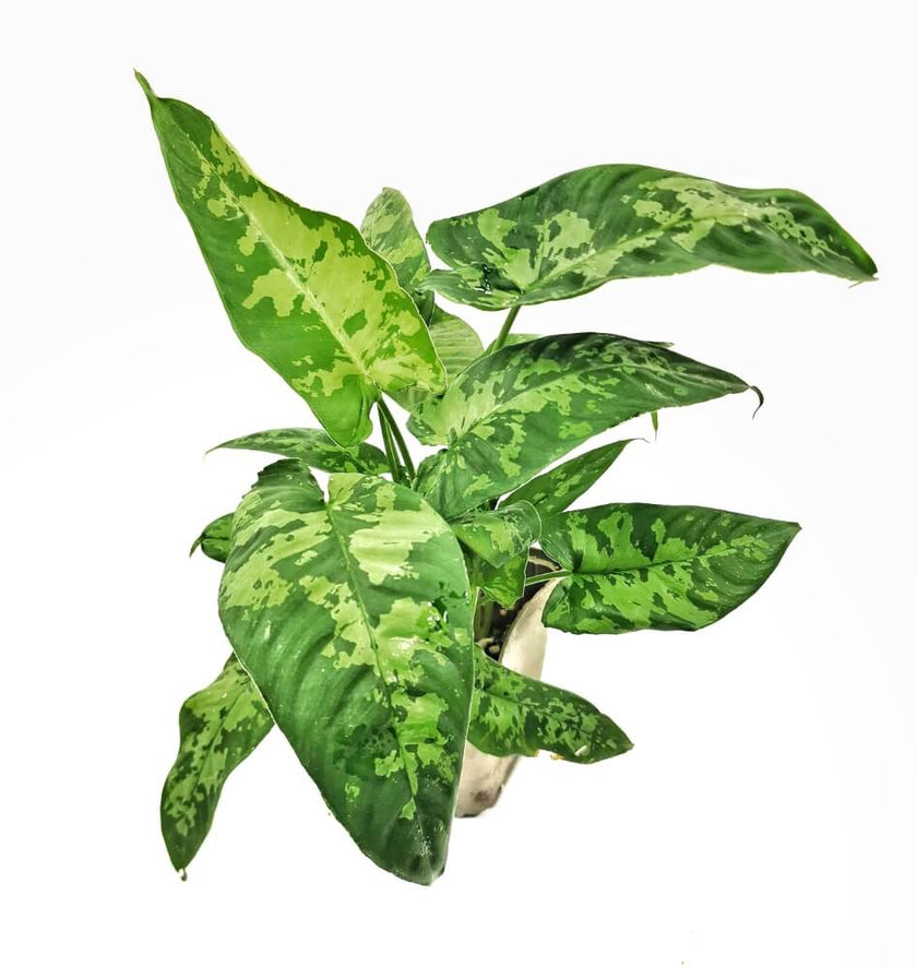 Schismatoglottis sp potted houseplant in nursery pot on white background, product photo 2.