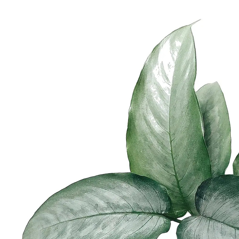 Schismatoglottis sp. 'Silver' leaf close-up on white background.