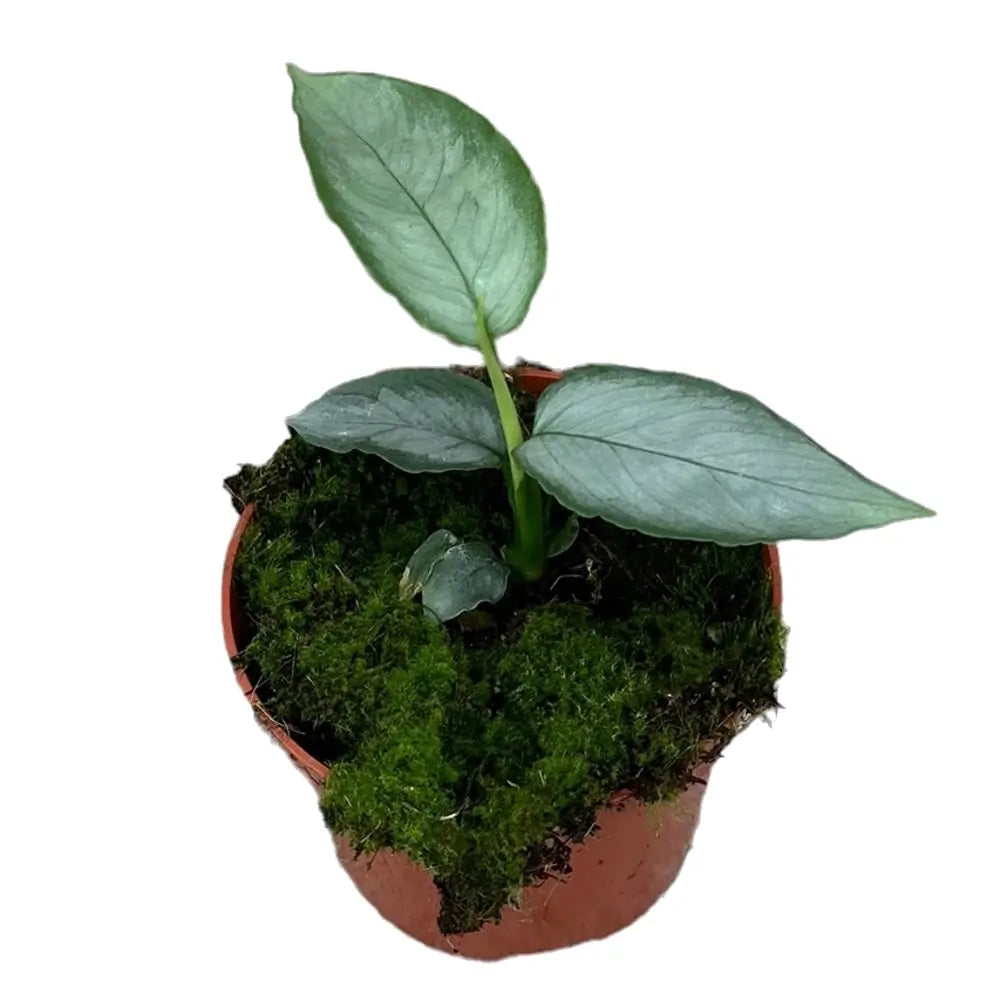 Schismatoglottis sp. 'Silver' potted houseplant in nursery pot on white background, product photo 2.