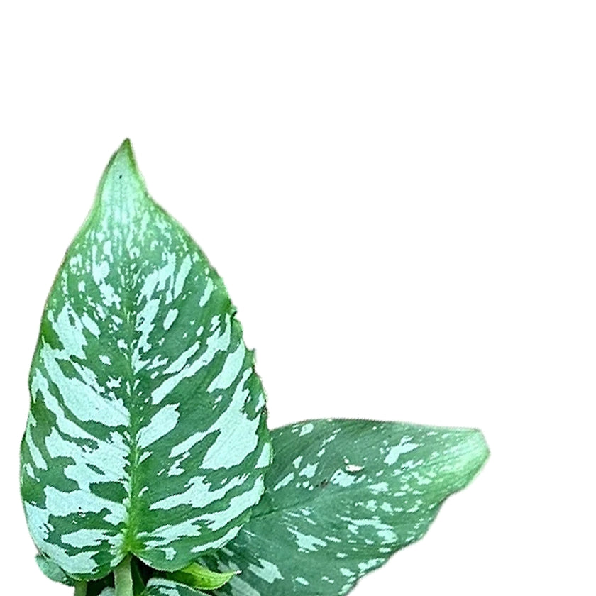 Schismatoglottis sp. Thailand leaf close-up on white background.