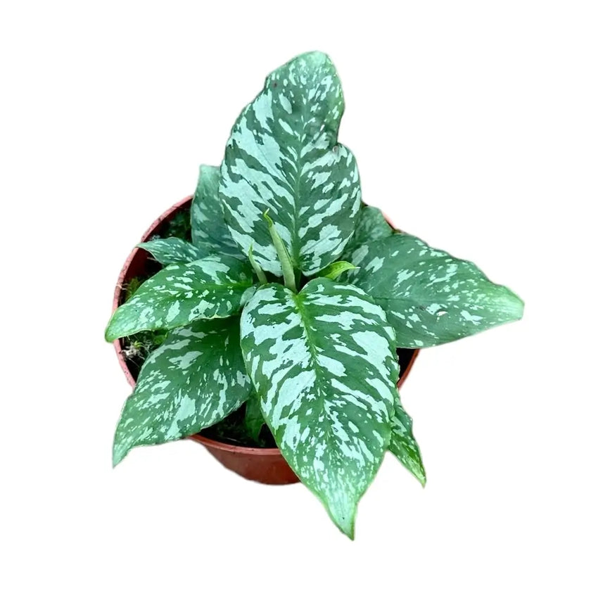 Schismatoglottis sp. Thailand potted houseplant in nursery pot on white background, product photo 2.