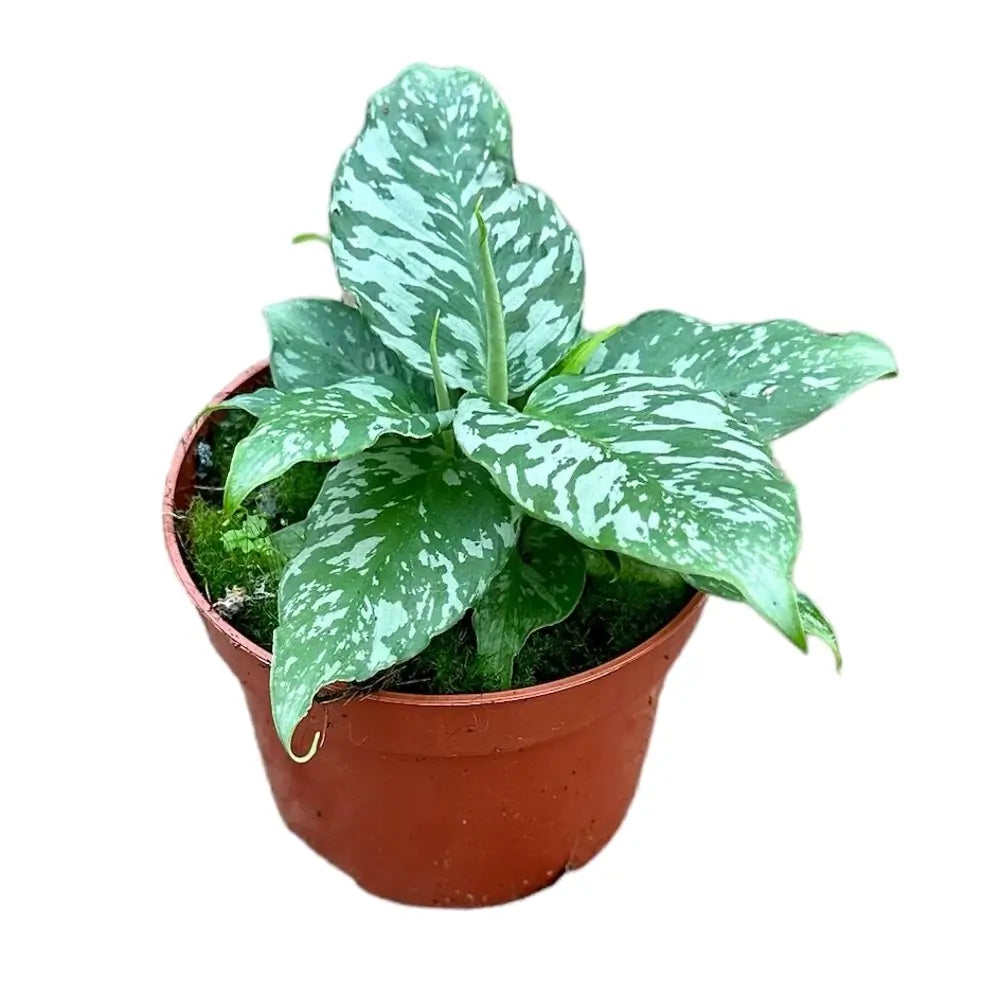 Schismatoglottis sp. Thailund Zimmerpflanze im Anzuchttopf vor weißem Hintergrund, Produktfoto 3.