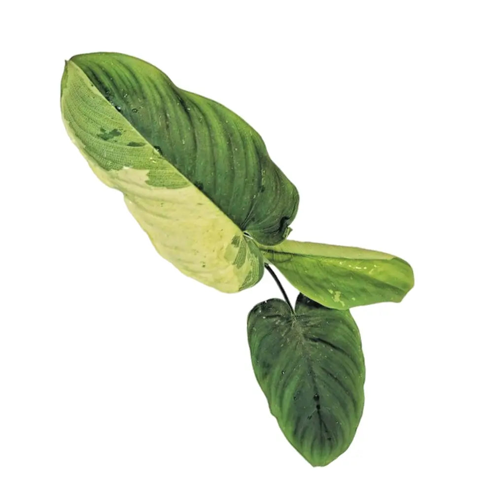 Schismatoglottis sp variegata leaf close-up on white background.