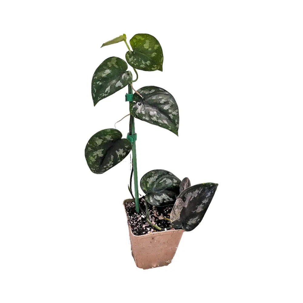 Scindapsus pictus 'Black Mamba' potted houseplant in nursery pot on white background, product photo 2.