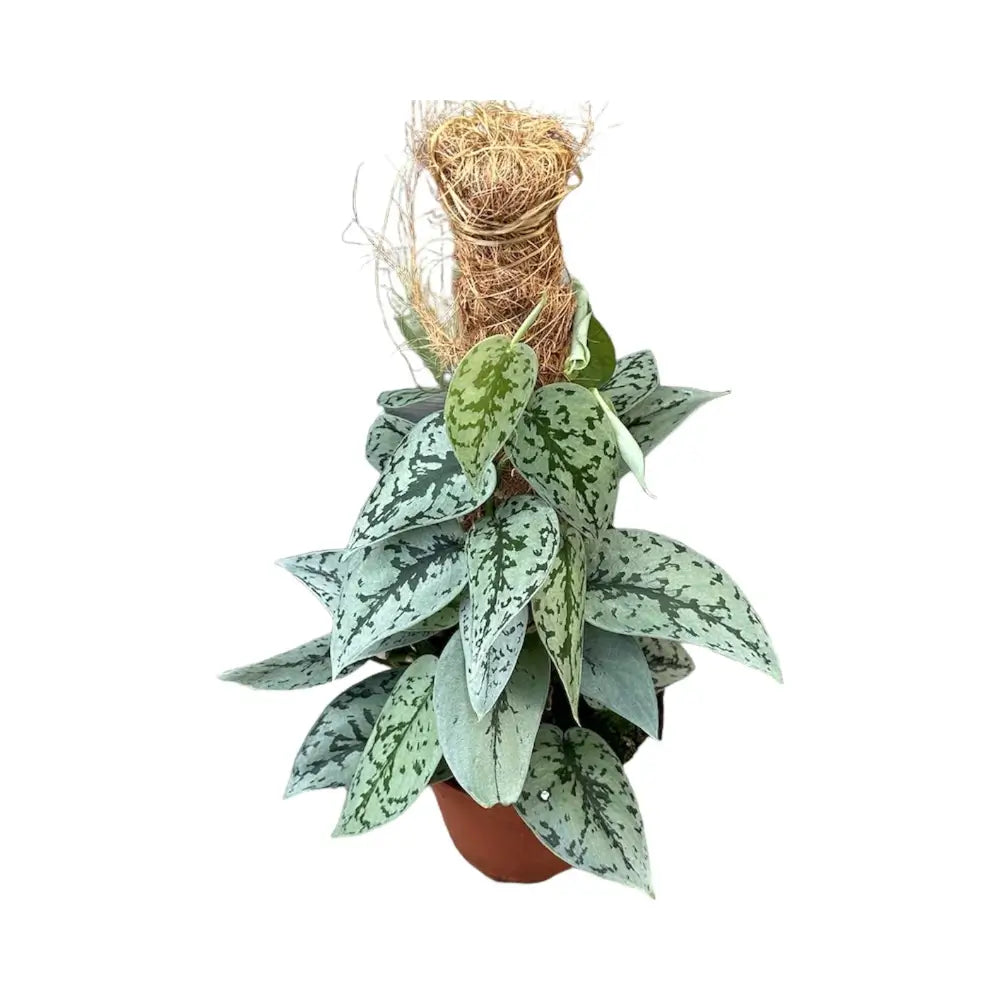 Scindapsus pictus 'Silver Lady' Zimmerpflanze im Anzuchttopf vor weißem Hintergrund, Produktfoto 2.