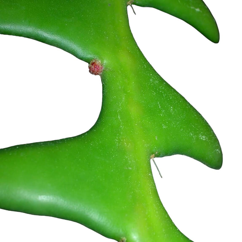 Selenicereus anthonyanus – Blattdetail vor weißem Hintergrund..