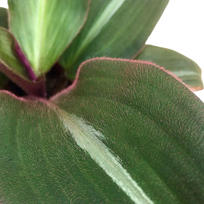 Siderasis fuscata leaf close-up on white background.