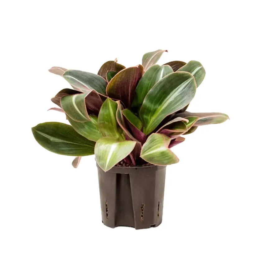 Siderasis fuscata potted houseplant in nursery pot on white background, product photo 2.