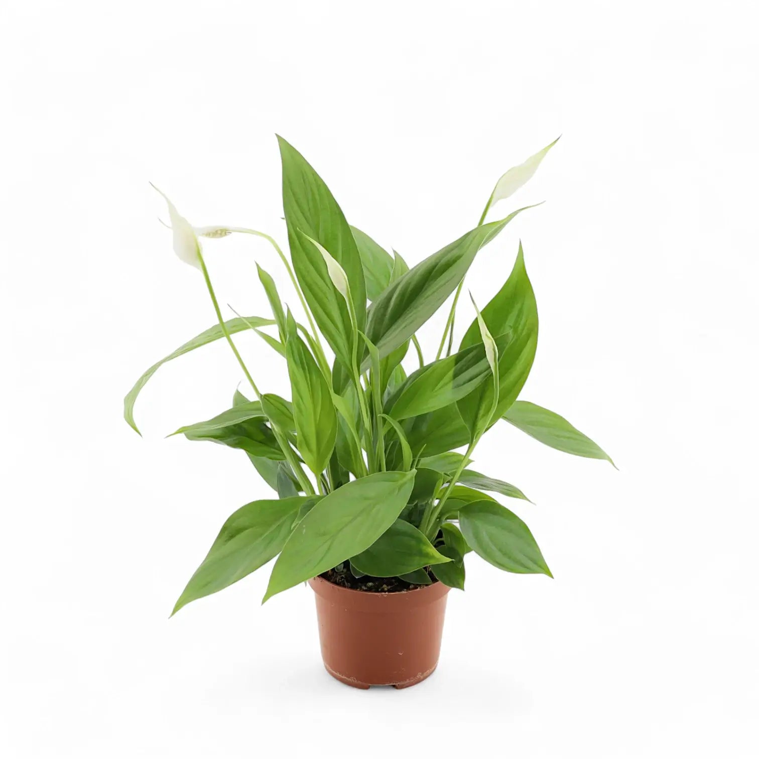 Spathiphyllum 'Alana' Zimmerpflanze im Anzuchttopf vor weißem Hintergrund, Produktfoto 3.